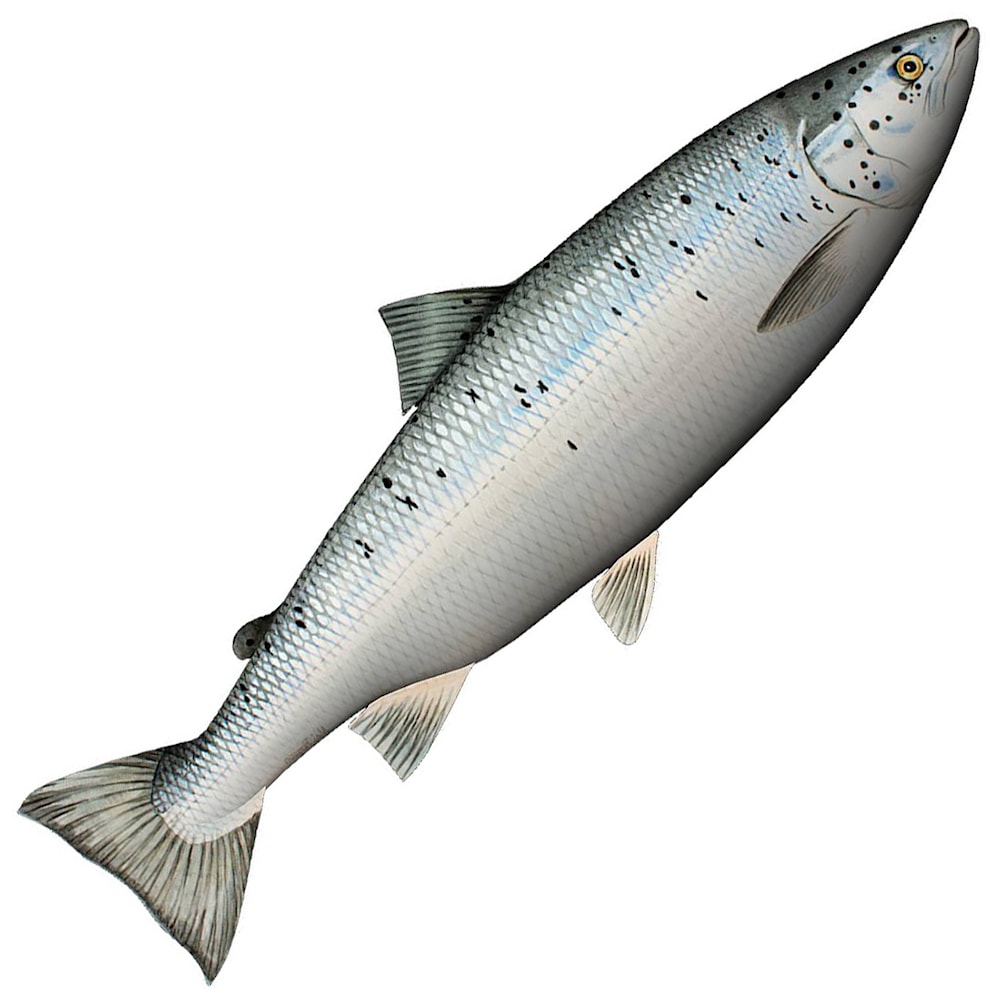 Mjukisfisk. Atlantlax, XL 90cm